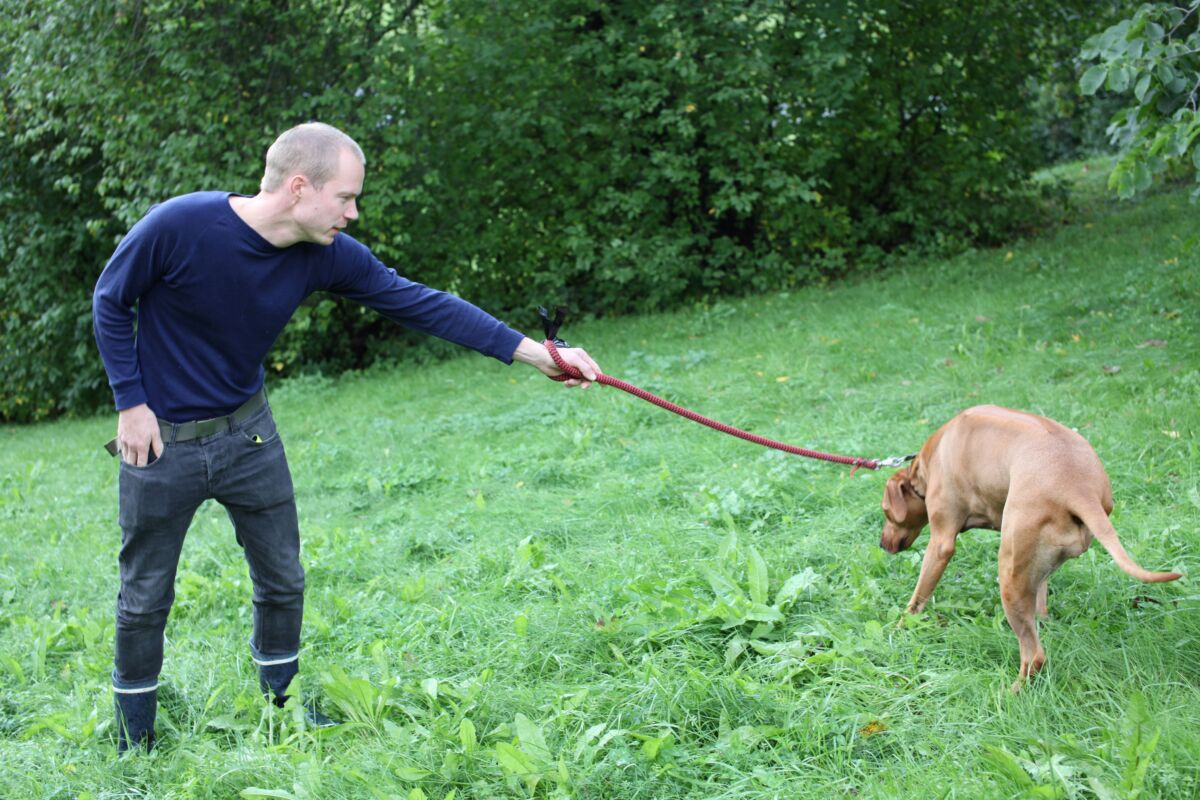 Person holder en hund i bånd. De står på en gressplen. Foto.