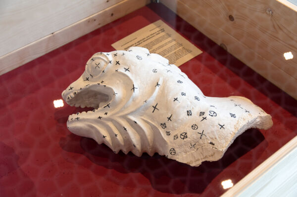 Foto av en gipskopi av en øgle liggende i en kasse med glasslokk.