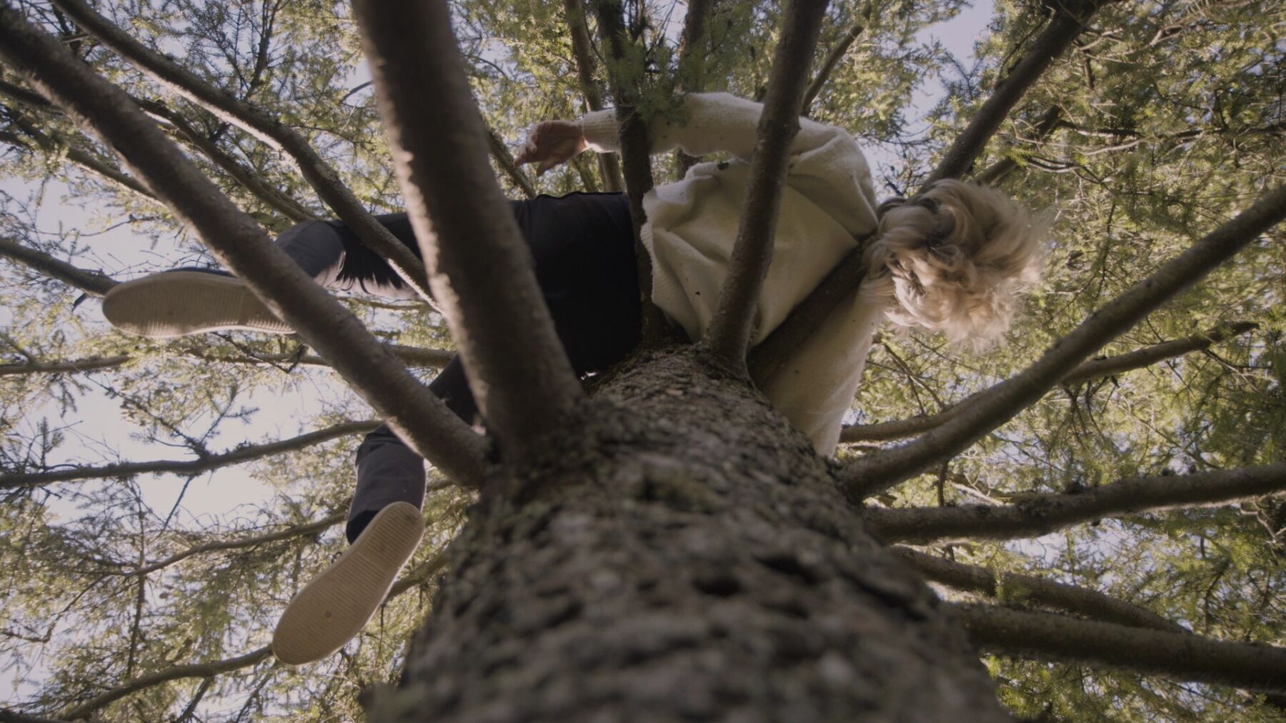 Person ligger høyt oppe i et tre, og hviler kroppen på grenene. Sett nedenfra Foto