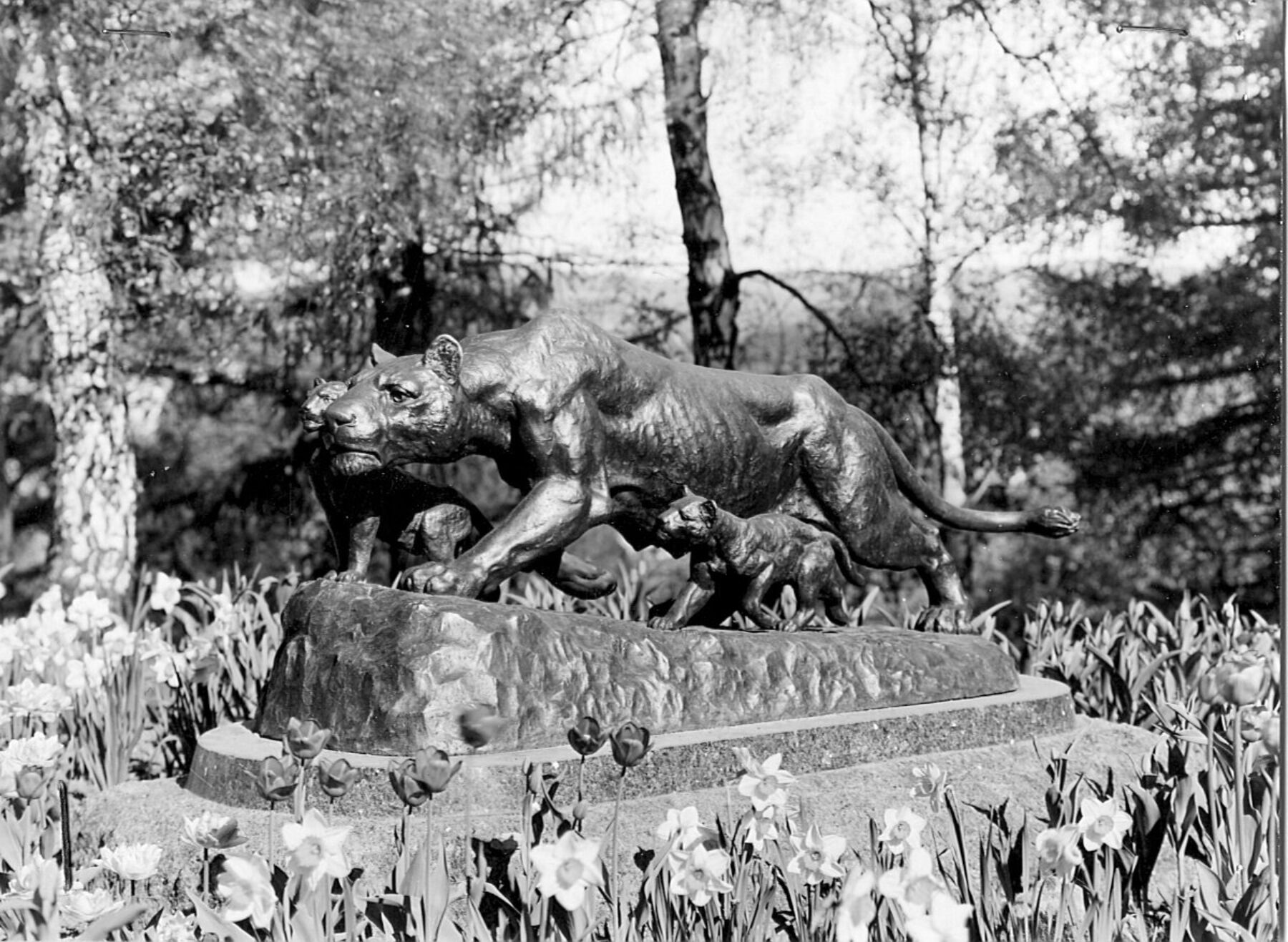 Sort hvitt bilde av skulptur, løvinne med barn. Foto