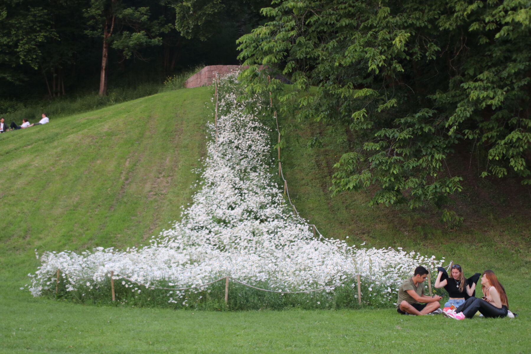 Hvit blomstereng formet som en hoppbakke i en park. Ved foten av engen sitter tre personer i en gruppe på gresset. Foto.