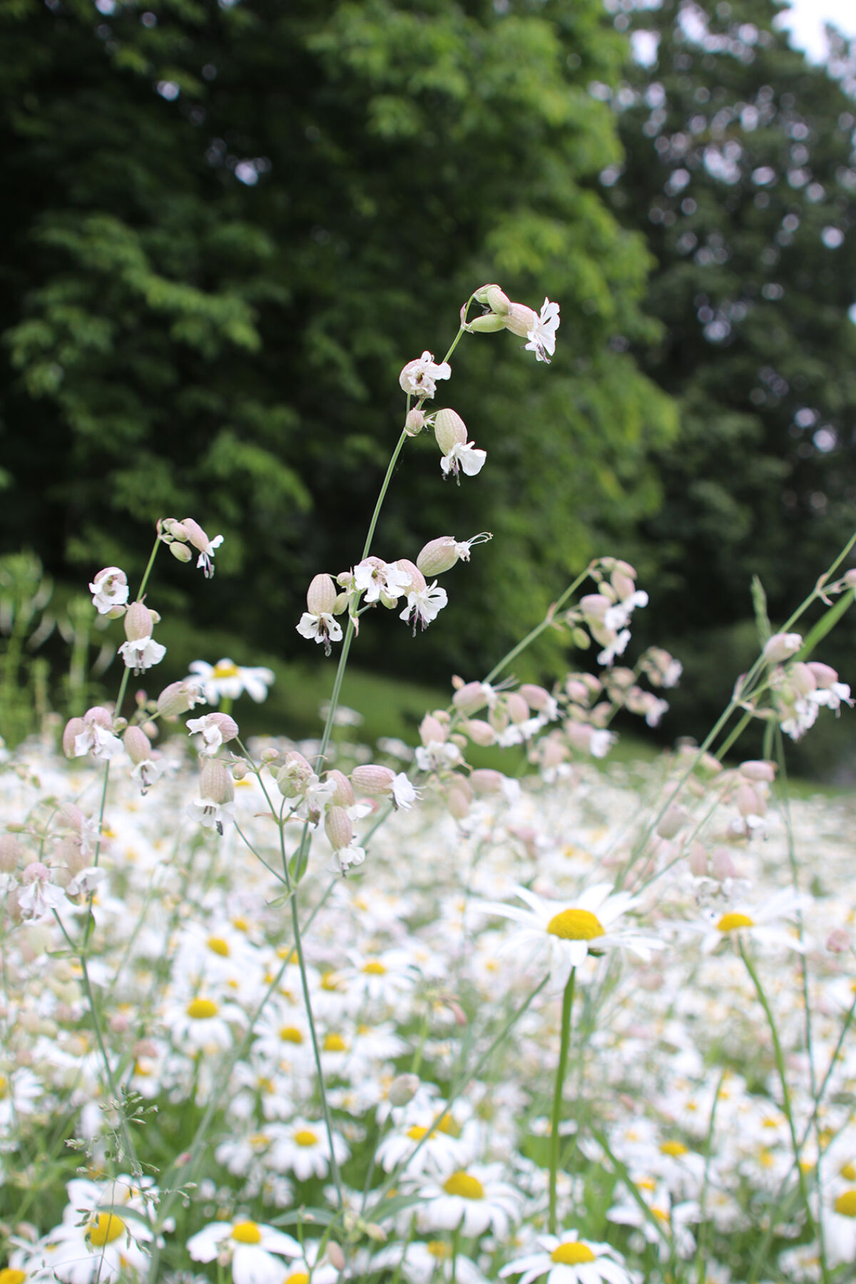 Hvite blomster i en park. Foto.