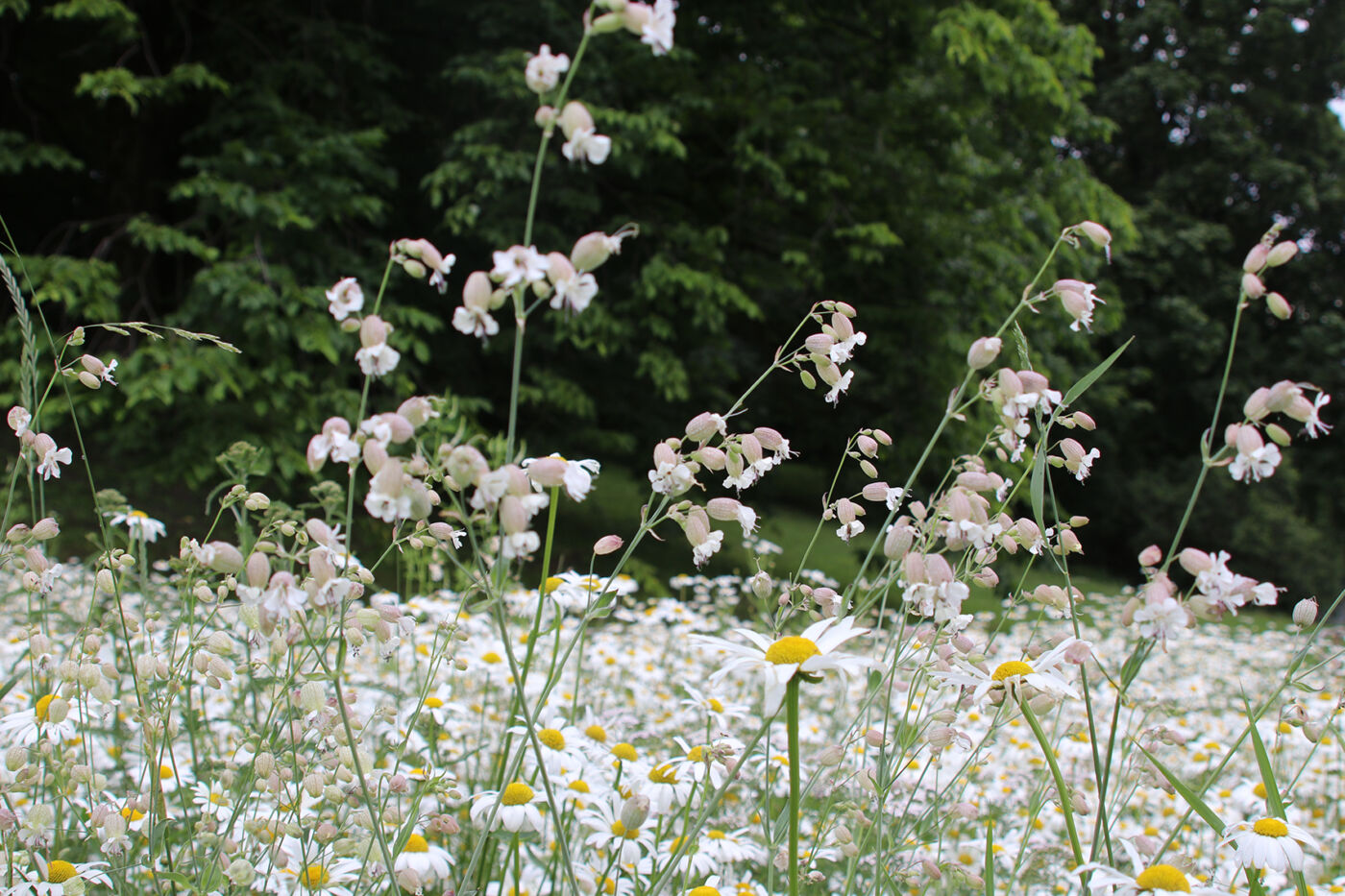 Hvite blomster i en park. Foto.