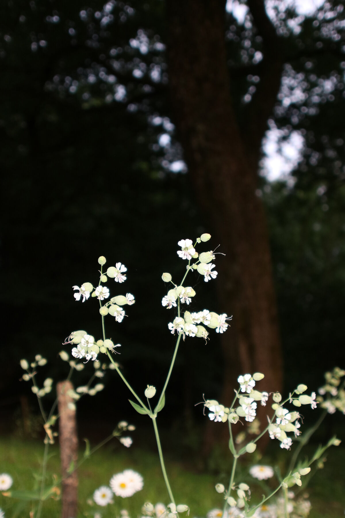Hvite blomster i en park. Foto.