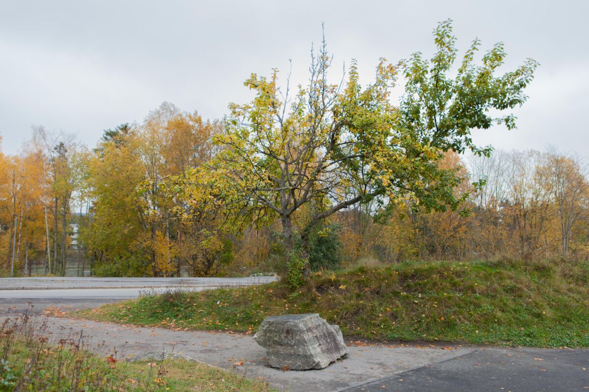 Høstfargede trær og gangstier. Foto.