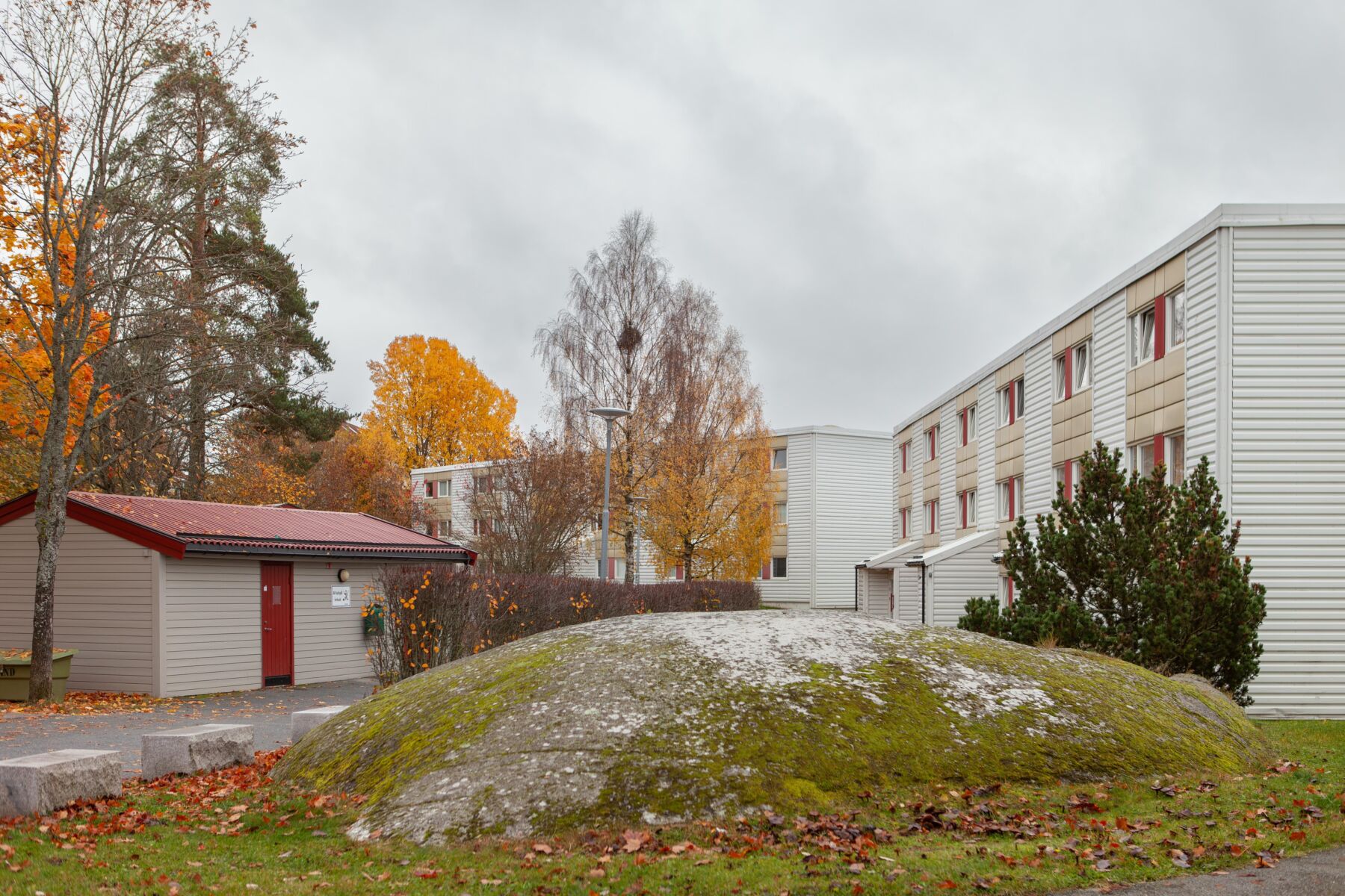 Stor stein med mose omkranset av borettslag. Foto.