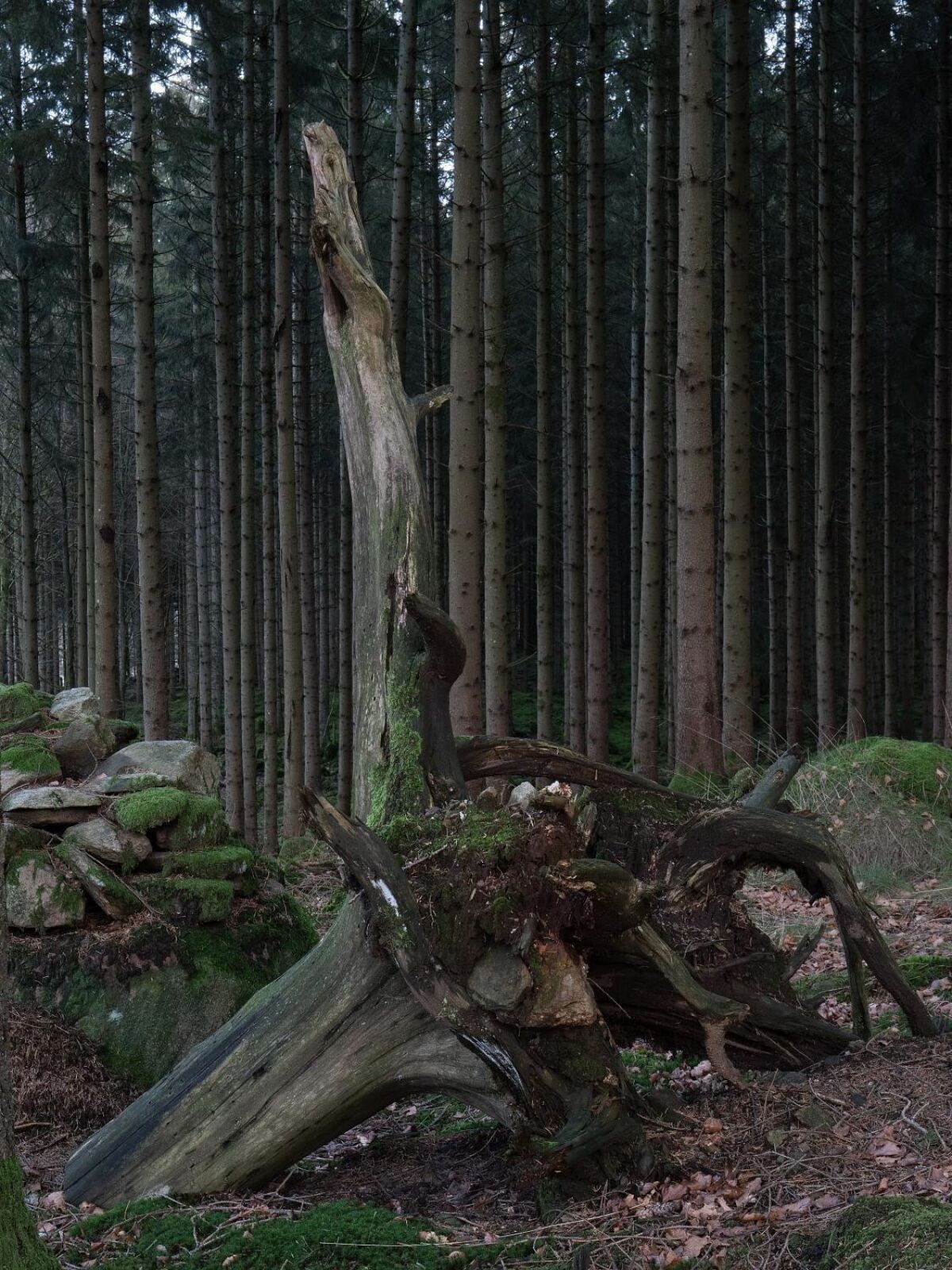 Stor trestamme liggende på bakken omkranset av skog. Foto.