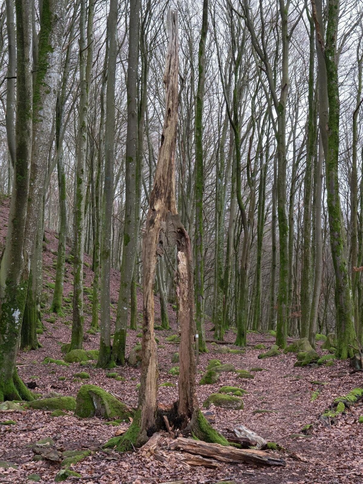 To trestammer omkranset av mange trær i løvlandskap. Foto.