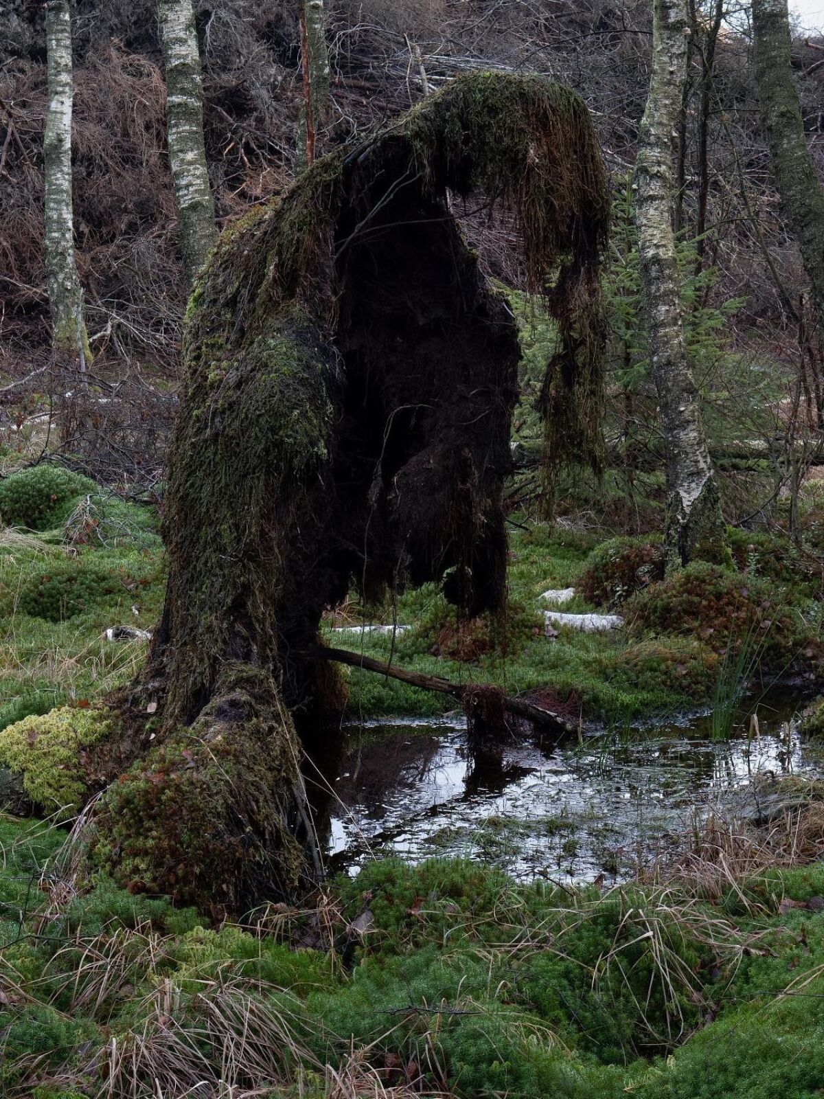 Stor trestamme dekket med mose. Rundt er en skog og dam. Foto.