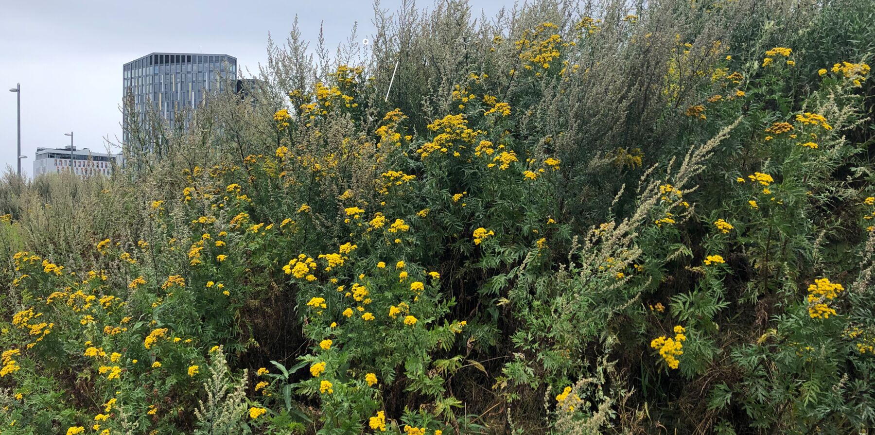 Gule blomster i veikanten. I bakgrunnen skimtes noen høyblokker. Foto.