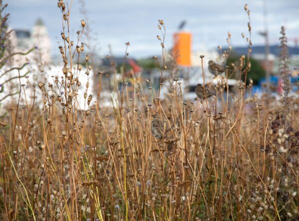 Foto av enga rundt Moren av Tracey Emin
